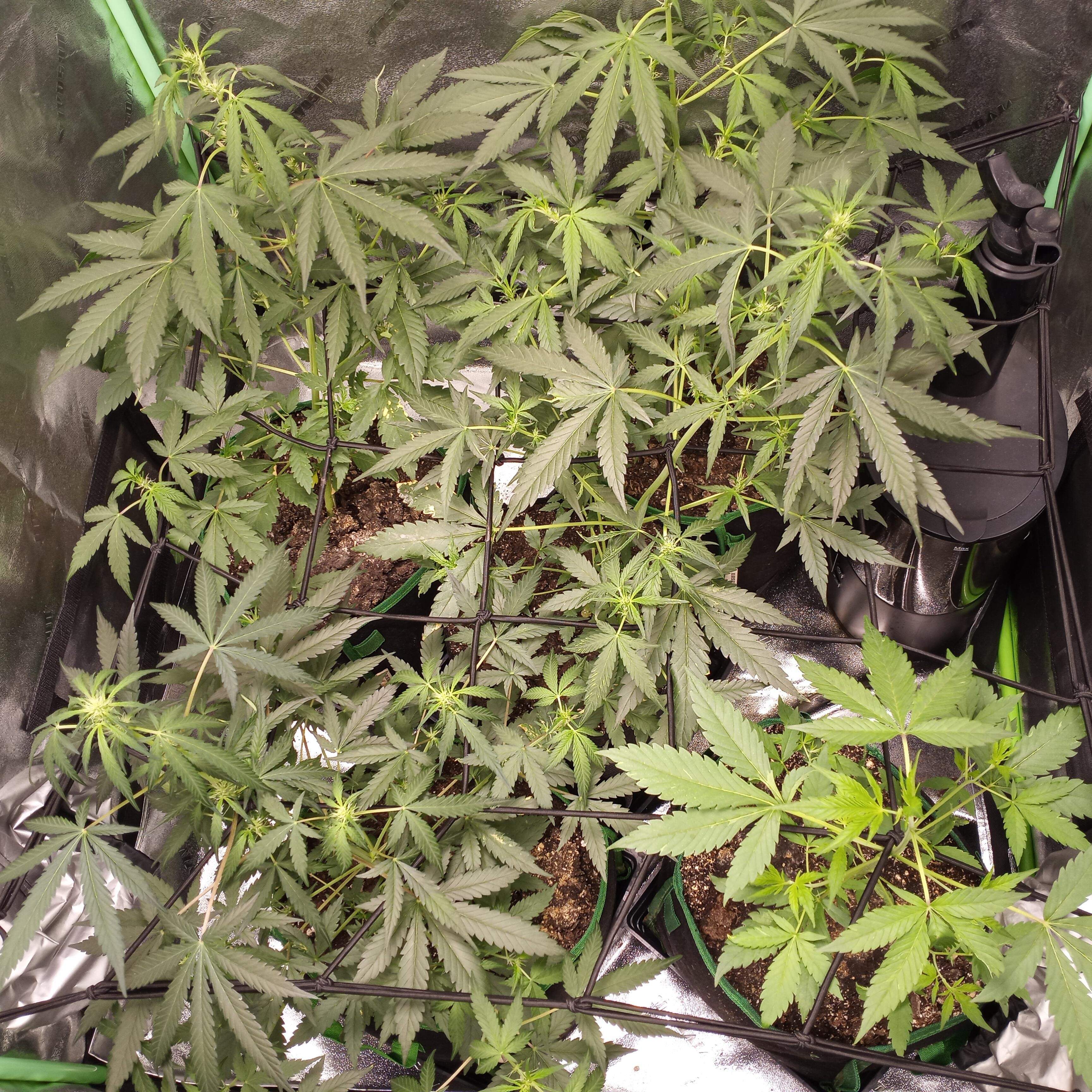 Fast Buds Strawberry Pie Auto grow diary (journal) week4 by Abdoman