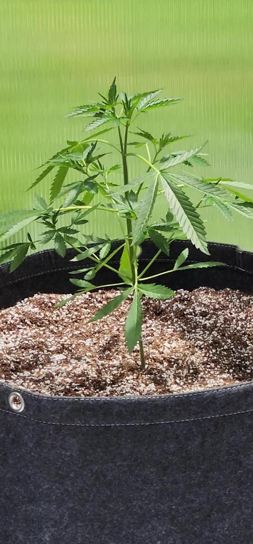 SSSC Fast Flower 'Tester' A & B