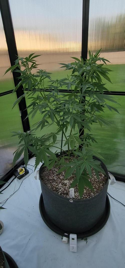 SSSC Fast Flower 'Tester' A & B