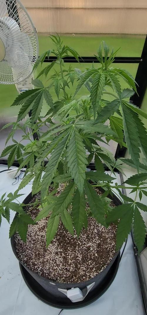 SSSC Fast Flower 'Tester' A & B