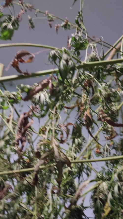 FastBuds Wedding Cheesecake FF outdoor