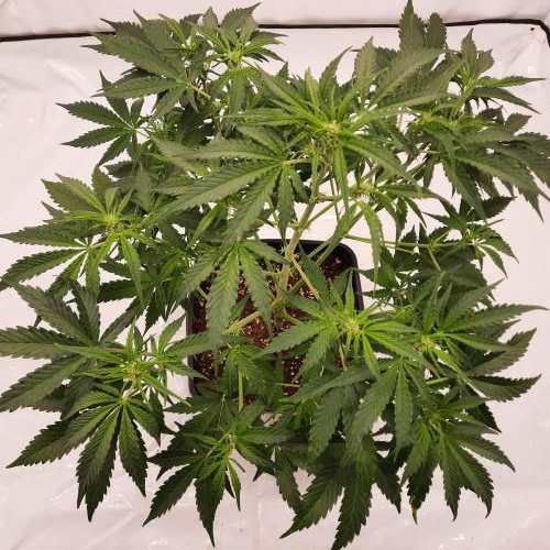 Gorilla Zkittlez auto . Week 6