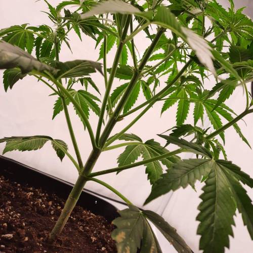 Gorilla Zkittlez auto . Week 4