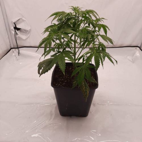 Gorilla Zkittlez auto . Week 4 - 32D