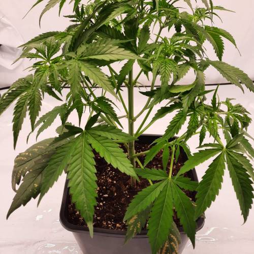 Gorilla Zkittlez auto . Week 4