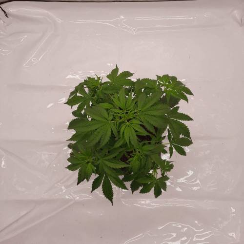 Gorilla Zkittlez auto . Week 4