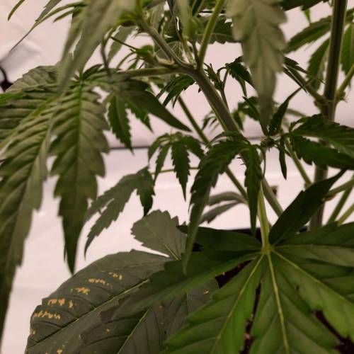 Gorilla Zkittlez auto . Week 4