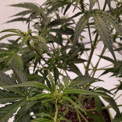 Gorilla Zkittlez auto . Week 6