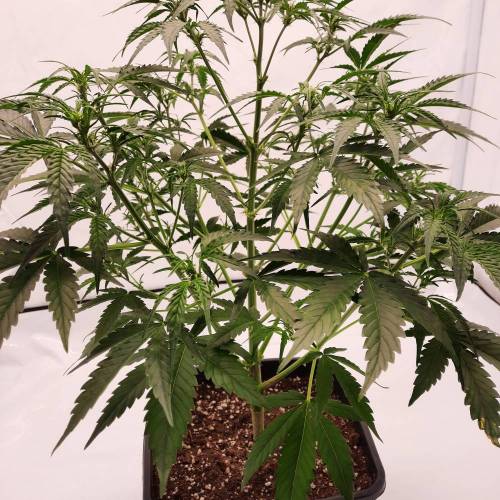 Gorilla Zkittlez auto . Week 6