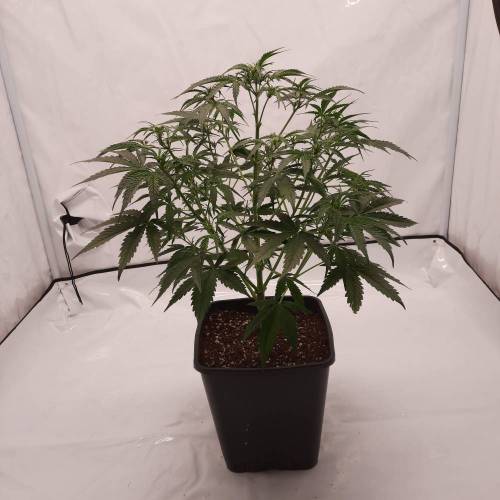 Gorilla Zkittlez auto . Week 6 - 38D