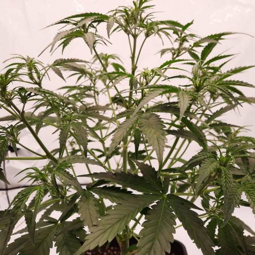 Gorilla Zkittlez auto . Week 6