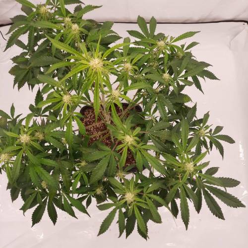 Gorilla Zkittlez auto . Week 7