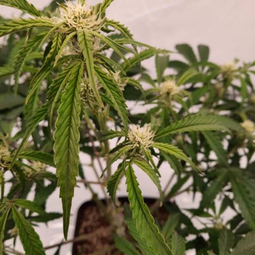 Gorilla Zkittlez auto . Week 7