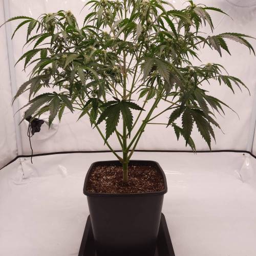 Gorilla Zkittlez auto . Week 7 - 44D