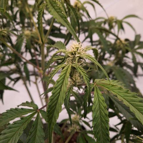 Gorilla Zkittlez auto . Week 7