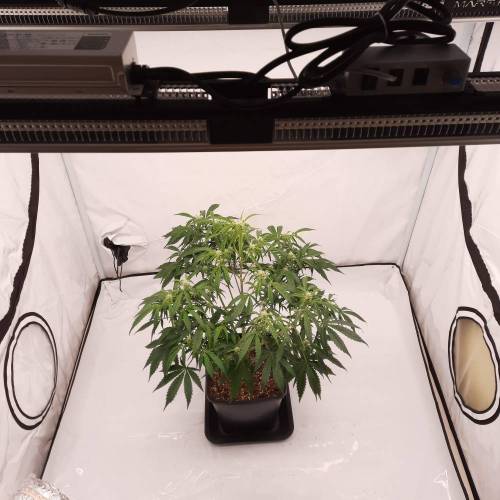 Gorilla Zkittlez auto . Week 7