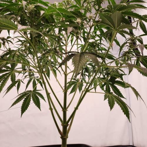 Gorilla Zkittlez auto . Week 7