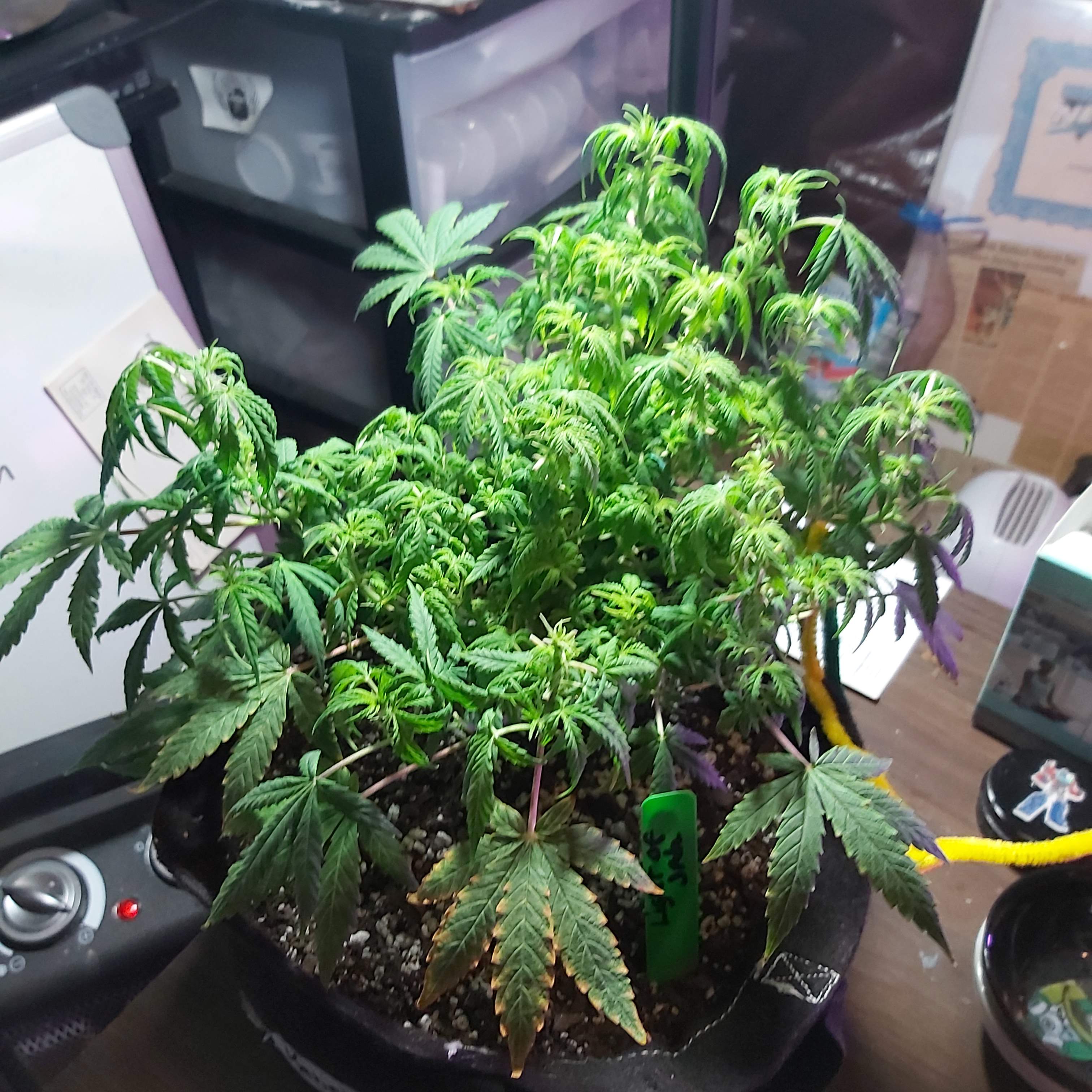 Growers Choice Seeds Sour Kush Auto, Light of jah, Forrest fruit grow