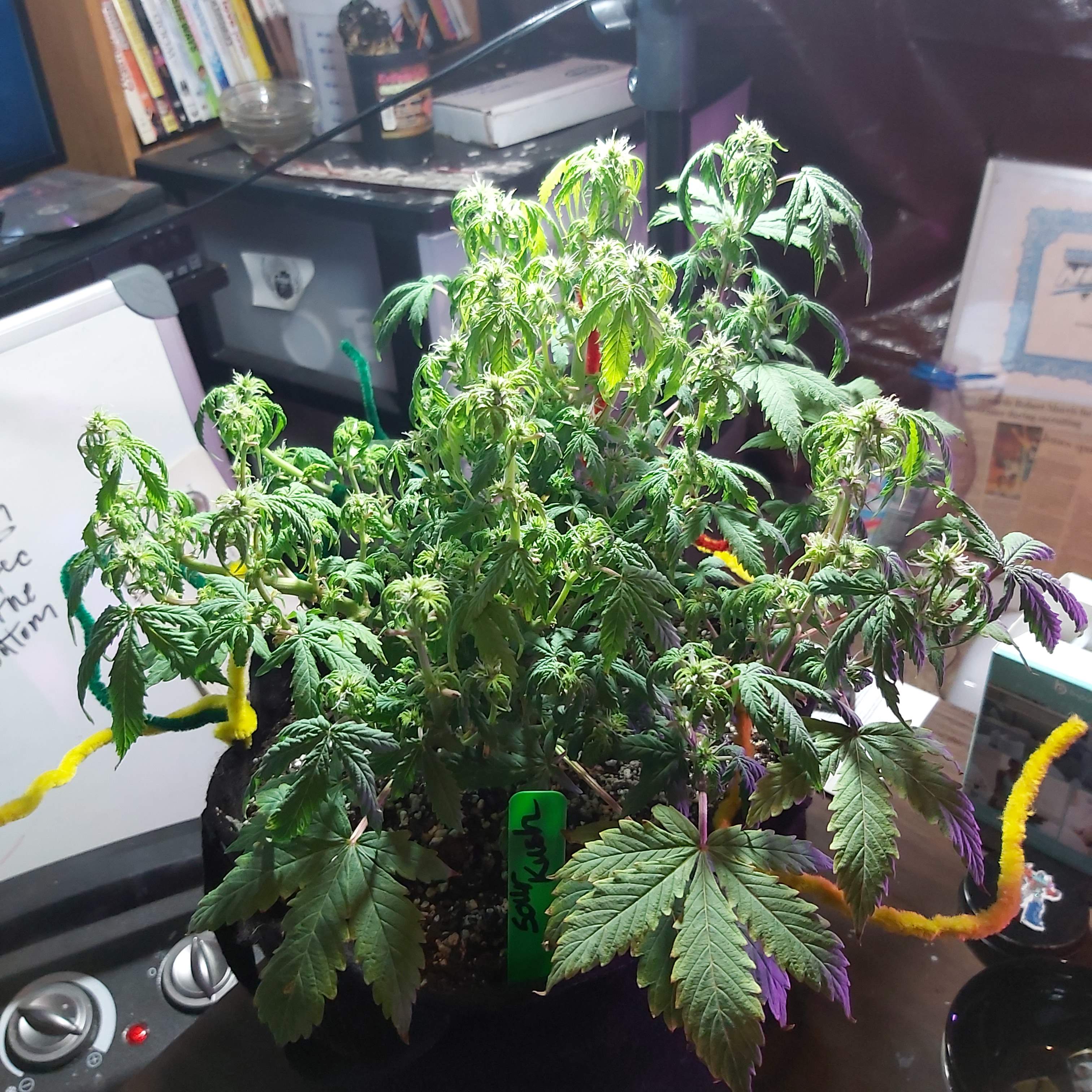 Growers Choice Seeds Sour Kush Auto, Light of jah, Forrest fruit grow