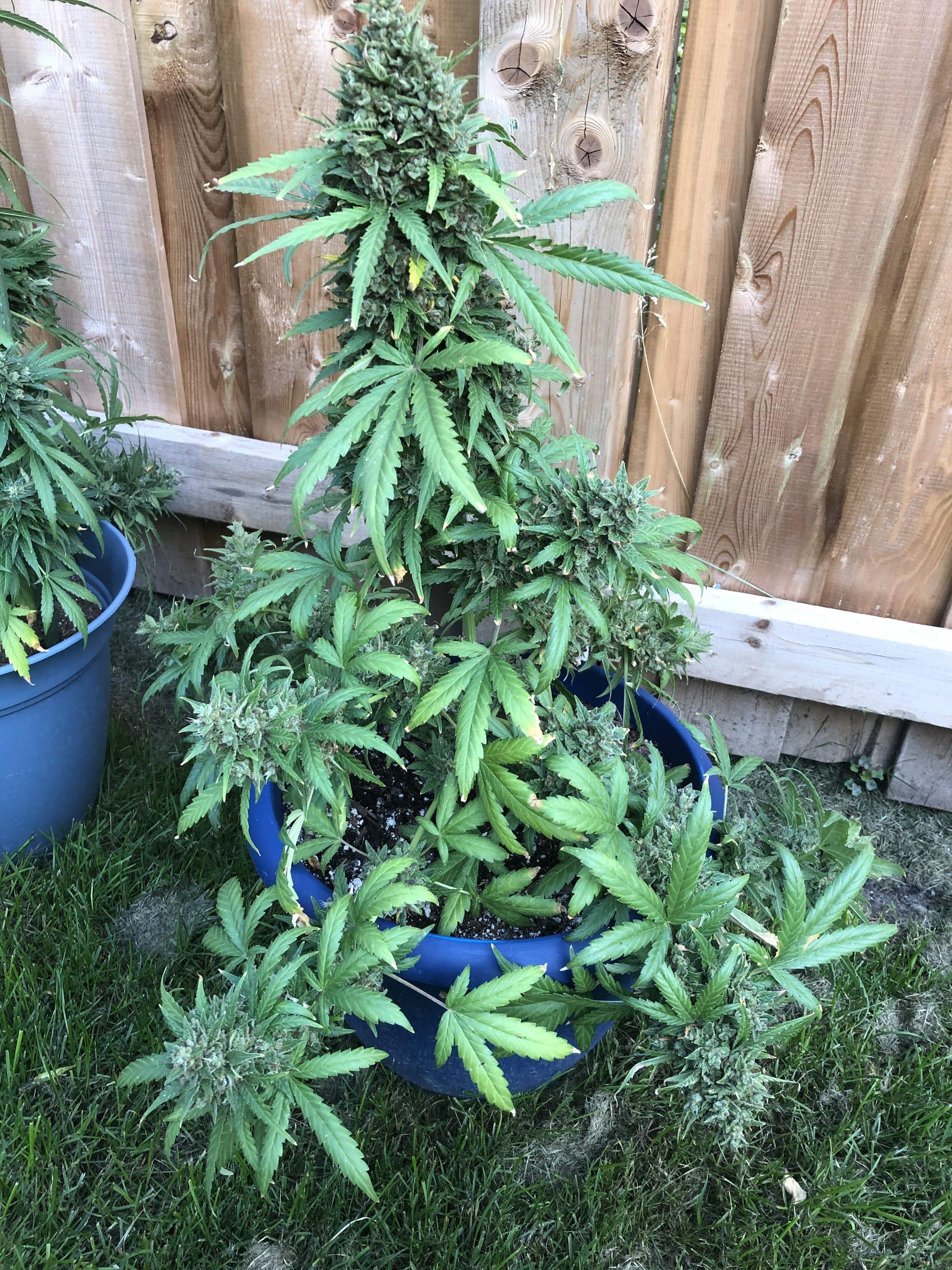 Weedseedsexpress Blueberry autoflower seeds grow diary (journal) week12