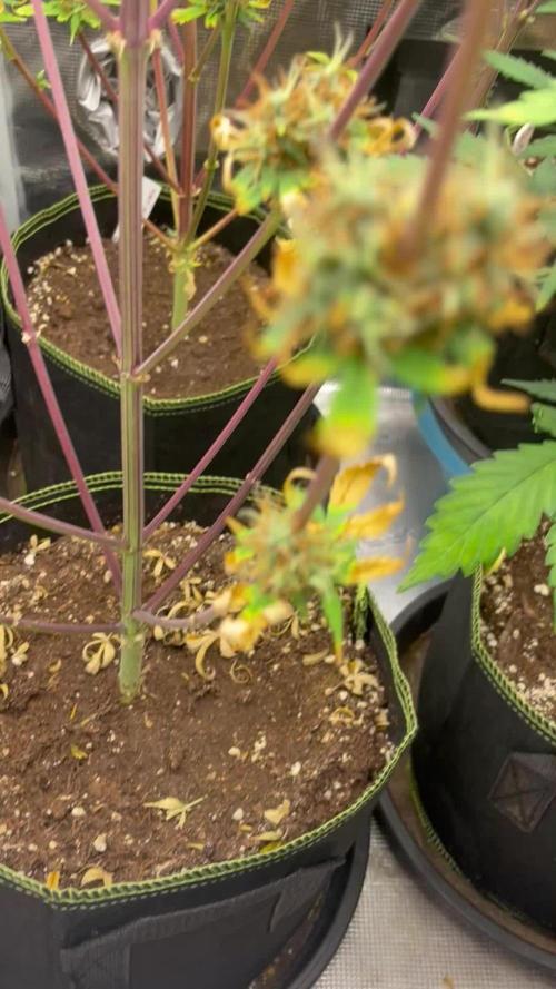 Cheese auto Barneys
