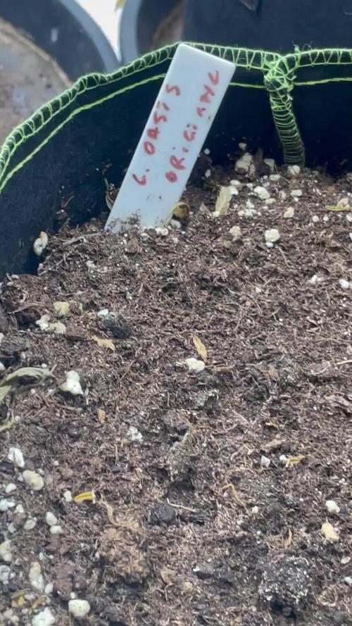 Lemon oasis auto original seeds