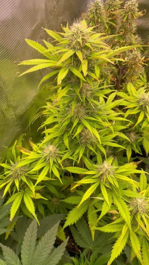 Frosted guava auto