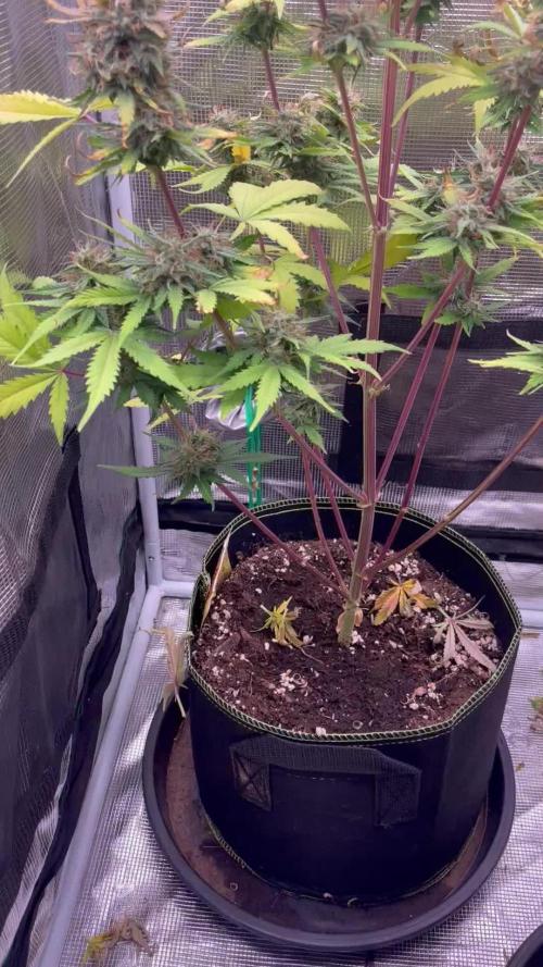 Frosted guava auto
