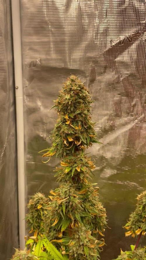 Frosted guava auto