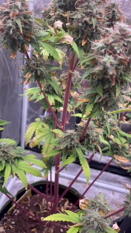 Frosted guava auto