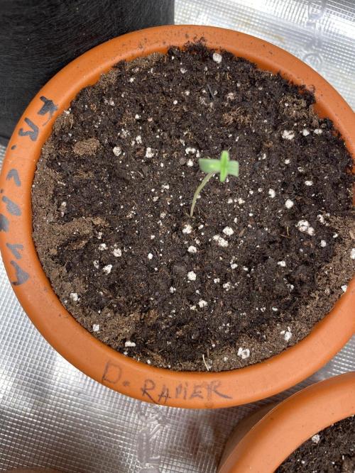 Divine rapier. Week 1