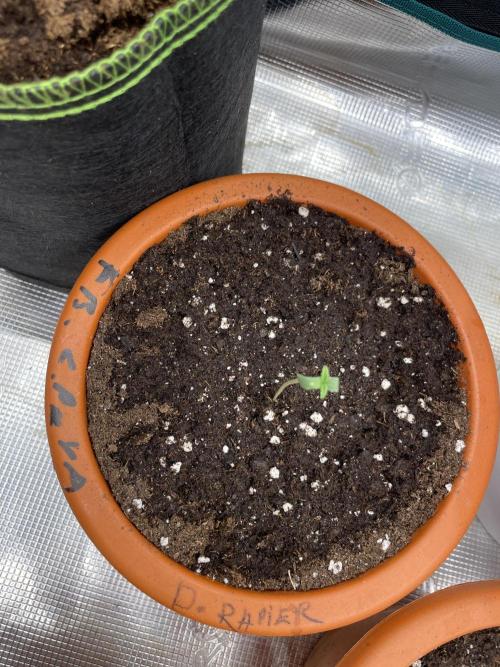 Divine rapier. Week 1