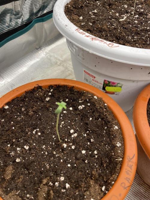 Divine rapier. Week 1