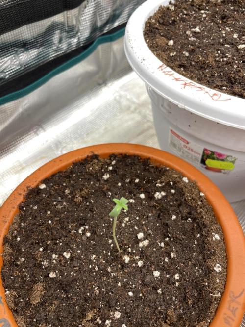 Divine rapier. Week 1