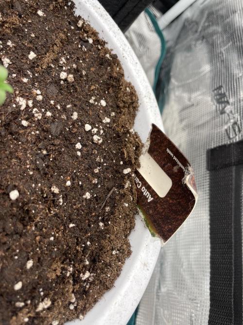 Auto candy 🍭. Week 1