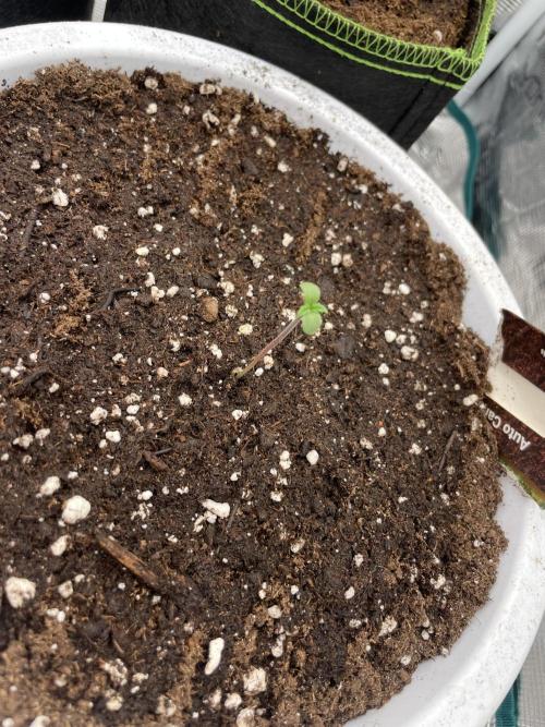 Auto candy 🍭. Week 1