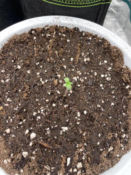 Auto candy 🍭. Week 1