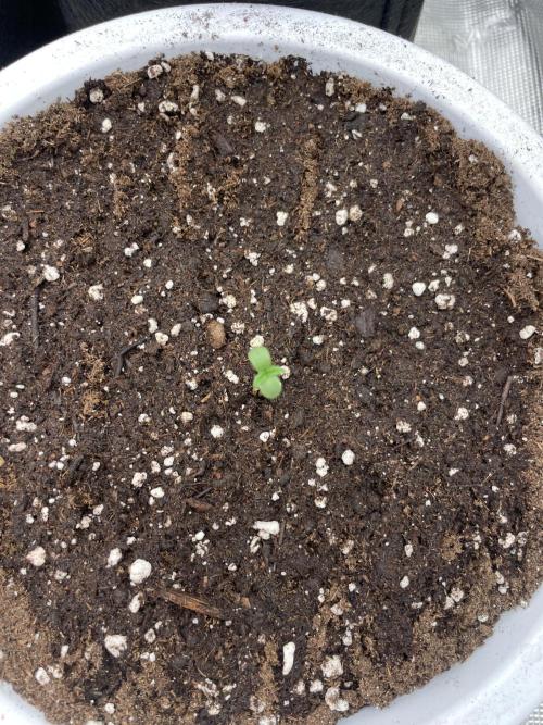 Auto candy 🍭. Week 1