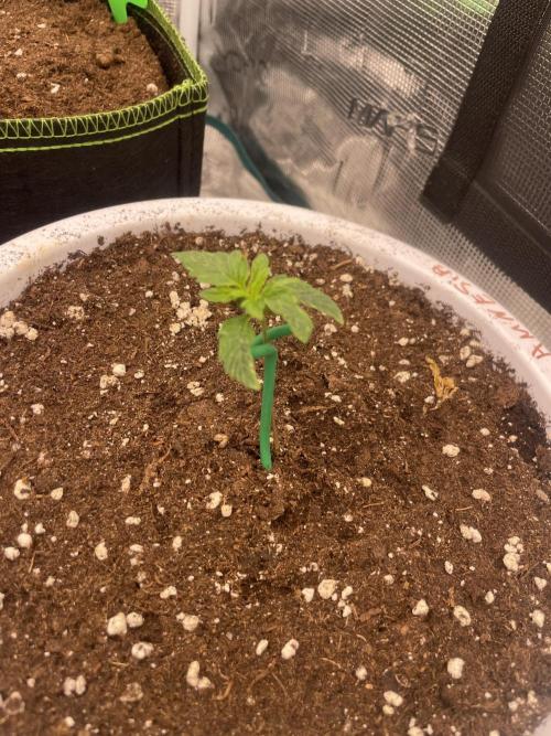 Auto big Demon. Week 2