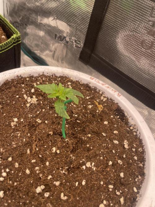 Auto big Demon. Week 2