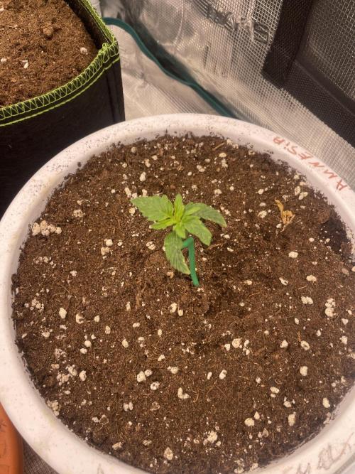 Auto big Demon. Week 2