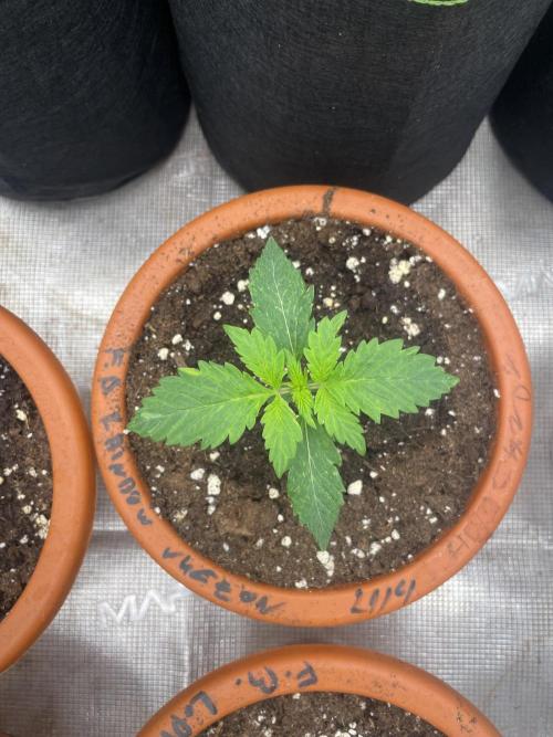 Auto candy 🍭. Week 2