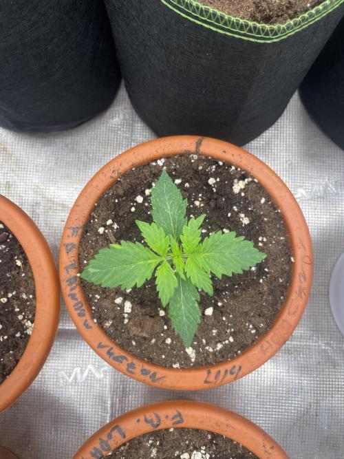 Auto candy 🍭. Week 2