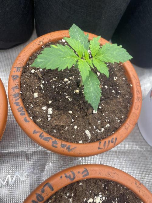 Auto candy 🍭. Week 2