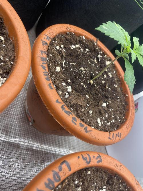 Auto candy 🍭. Week 2