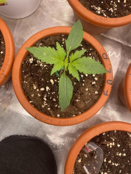 Divine rapier. Week 2