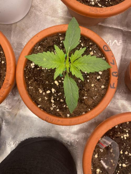 Divine rapier. Week 2