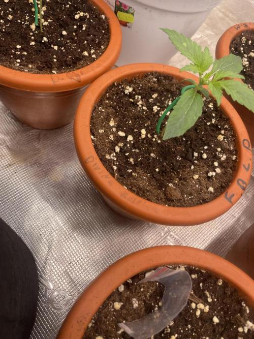 Divine rapier. Week 2