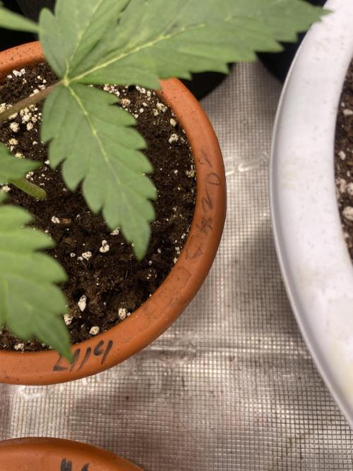 Auto candy 🍭. Week 3