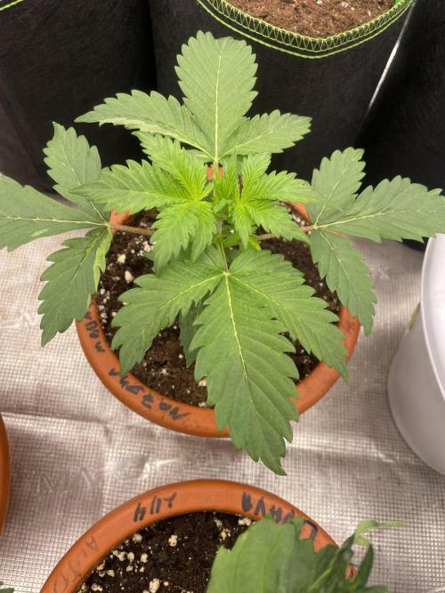 Auto candy 🍭. Week 3